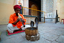 Snake charmer playing flute,  charming  Indian cobra (Naja naja) to come out of basket,  inside the city palace, Jaipur, India.