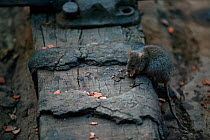Brown rat (Rattus norvegicus) foraging at railway station, Agra, India.