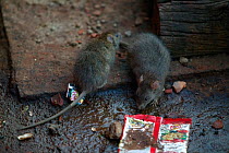 Brown rats (Rattus norvegicus) foraging at railway station, Agra, India.