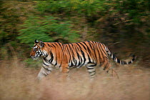 Bengal tiger (Panthera tigris tigris) walking through grassland, Kanha National Park, India. Non-ex