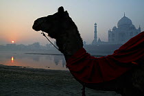 Camel in front of Taj Mahal at sunset, reflected in water, Agra, India.