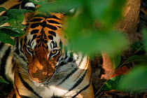 Bengal tiger (Panthera tigris tigris) female resting under tree, Kanha National Park, India. Non-ex