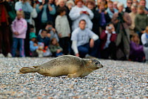 Rehabilitated Harbour seal (Phoca vitulina) on shore after it was released, watched by spectators. Bay of Somme, France, 3rd October 2004.