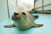 Harbor seal (Phoca vitulina) orphan cared for by Picardy Nature Association, Bay of Somme, Picardy, France.