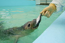 Person feeding Harbor seal (Phoca vitulina) orphan, swimming and feeding on fish from carers hand,  cared for by Picardy Nature Association. Bay of Somme, Picardy, France.