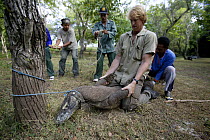 Komodo dragon (Varanus komodoensis) caught by researchers, led by Tim Jessop, to weigh, measure, and tag. Rinca Island,  Komodo National Park, Indonesia.
