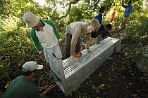 Researchers led by Tim Jessop, catching Komodo dragon (Varanus komodoensis) to weigh, measure and tag it, Rinca Island,  Komodo National Park, Indonesia.