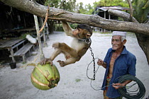 Man training a young Southern pig-tailed macaque (Macaca nemestrina)  to pick coconuts, Malayasia.