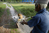 Man transporting his Southern pig-tailed macaque (Macaca nemestrina) trained to pick coconuts, Malayasia.