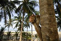 Southern pig-tailed macaque (Macaca nemestrina) trained to pick coconuts, climbing trees, Malaysia.