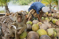 Southern pig-tailed macaque (Macaca nemestrina) trained to pick coconuts, feeding after harvesting coconuts, Malaysia.