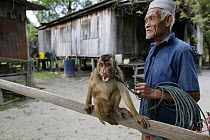 Southern pig-tailed macaque (Macaca nemestrina) trained to pick coconuts, with owner, Malaysia.