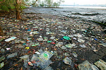 Pollution washed up in mangroves, Sungei Buloh Natural Park,  Singapore.