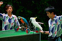 Bird show with trained Blue-and-yellow macaw (Ara ararauna) and Sulfur crested cockatoo (Cacatua galerita) riding bicycles. Singapore Bird Park.