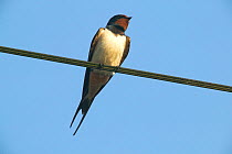 Adult male Barn swallow (Hirundo rustica) perched on a wire, Picardy, France, June.
