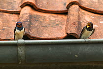 Pair of Barn swallows (Hirundo rustica) perched in gutter, Picardy, France, June.
