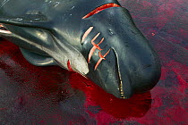Carcass of Long finned pilot whale (Globicephala melas) hunted for meat, Faroe Islands, August 2003. Non-ex