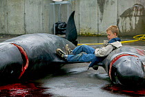 Children playing by carcass of Long finned pilot whale (Globicephala melas) hunted for meat, Faroe Islands, August 2003.