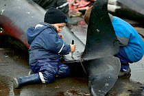Children playing on carcass of Long finned pilot whale (Globicephala melas) hunted for meat, Faroe Islands, August 2003.