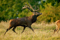 Red deer (Cervus elaphus elaphus) stag flehmen response, walking towards hind during autumn rut, Denmark, September.