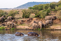 African elephant (Loxodonta africana) herd on bank of Mara River, with Hippos (Hippopotamus amphibius) in the water. Mara river, Masai-Mara Game Reserve, Kenya
