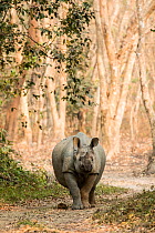 Indian rhinoceros (Rhinoceros unicornis), male, Kaziranga National Park, Assam, India