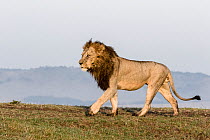 Lion (Panthera leo) male, Masai-Mara Game Reserve, Kenya
