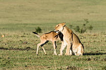 Lioness (Panthera leo) playing with a lost baby Wildebeest (Connochaetes taurinus), Masai-Mara Game Reserve, Kenya