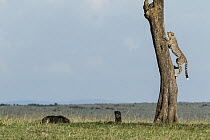 Cheetah (Acinonyx jubatus), cub age 7 months climbing tree, Masai-Mara Game Reserve, Kenya