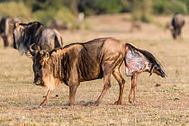RF- Wildebeest (Connochaetes taurinus) giving birth, Masai-Mara Game Reserve, Kenya. (This image may be licensed either as rights managed or royalty free.)