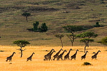 Masai giraffe (Giraffa cameleopardalis tippelskirchi) herd walking across savanna in dry season, Masai-Mara Game Reserve, Kenya