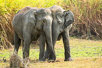 RF- Asian elephants (Elephas maximus) greeting each other, Kaziranga National Park, Assam, India. (This image may be licensed either as rights managed or royalty free.)