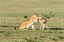 Lioness (Panthera leo) playing with lost baby Wildebeest (Connochaetes taurinus), Masai-Mara Game Reserve, Kenya.