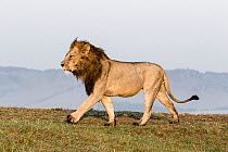 Lion (Panthera leo), male walking, Masai-Mara Game Reserve, Kenya.