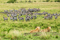 Lionesses (Panthera leo) watching Grants zebras (Equus quagga boehmi), Masai-Mara Game Reserve, Kenya.