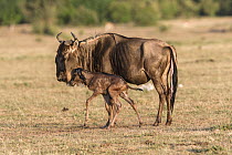 RF- Wildebeest (Connochaetes taurinus) with her newborn calf, Masai-Mara Game Reserve, Kenya. (This image may be licensed either as rights managed or royalty free.)
