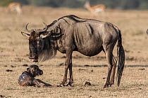 Wildebeest (Connochaetes taurinus) with baby just after birth, Masai-Mara Game Reserve, Kenya.
