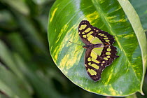 Malachite butterfly (Siproeta stelenes) captive bred specimen, occurs in the Americas.