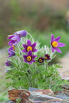Pasque flower (Pulsatilla vulgaris) cultivated specimen, Surrey, England