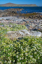 Common scurvy grass (Cochlearia officinalis) and coastal landscape, Shetland, Scotland, UK, May 2013.