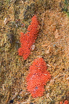 Slime mould (Trichia decipiens)  Surrey, England, UK, December.