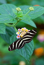 Zebra butterfly (Heliconius charithonia) on flower, captive, occurs in the Americas.