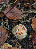 Cage fungus (Clathrus ruber) Surrey, England, February.