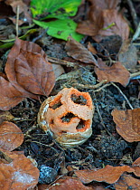 Cage fungus (Clathrus ruber) Surrey, England, February.
