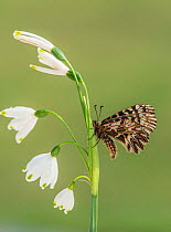 Southern festoon butterfly (Zerynthia polyxena) Captive bred specimen, occurs in Europe.