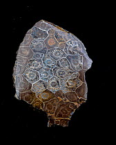 Fossil coral (Hexagonaria sp) Devonian period, from Southern Morocco