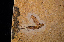 Fossil Mayfly, specimen approx 15mm long. Lower Cretaceous period from Crato Formation, Nova Olinda Member, Ceara, Brazil