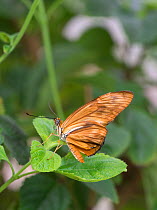 Julia butterfly (Dryas iulia) captive, occurs in the Americas.