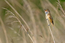 Great reed warbler (Acrocephalus arundinaceus) singing amongst reeds, Remerschen, Luxembourg, May.