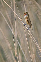 Great reed warbler (Acrocephalus arundinaceus) singing amongst reeds, Remerschen, Luxembourg, May.